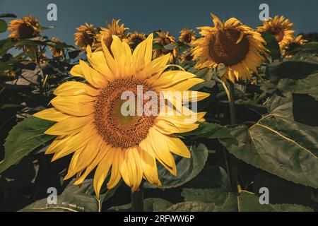 Big sunflower in warm sunset light. Blooming sunflower field Stock Photo