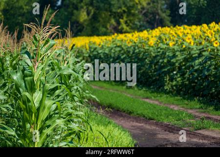 Corn field and sunflower field. Selective focus on corn. Stock Photo