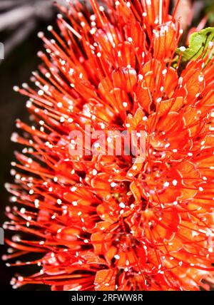 Close-up of the spectacular scarlet colored Natal Bottlebrush, Greyia sutherlandii, flower Stock Photo
