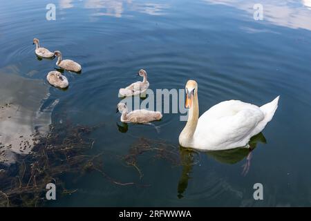 Adult white swan swimming peacefully together with her five young swans on Echternach lake, reflection on water surface, algae and sediment in backgro Stock Photo