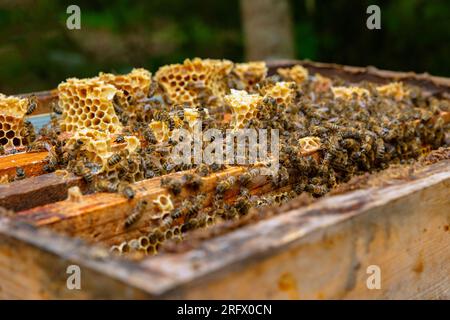 Bees on the honeycombs in focus. Apiculture background photo. Selective focus. Stock Photo