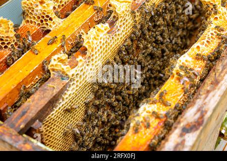 Apiculture or honey production background photo. Inside of a beehive. Honeycomb frames and bees. Stock Photo