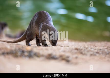 A water soaked smooth coated otter sniffs spraint outside their riverbank holt under a bridge, Singapore Stock Photo