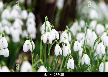 A honey bee (Apis mellifera) on the flower of a snowdrop (Galanthus) Stock Photo