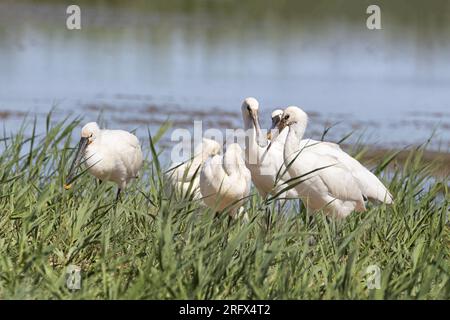 Juvenile Spoonbills bathing, Cley Marshes, North Norfolk Stock Photo