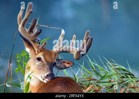 male-deer-buck-2rfx4yx.jpg