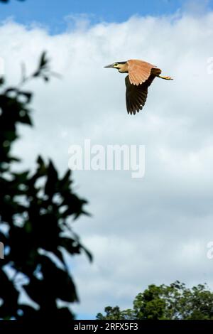 Nankeen Night Heron in flight,  Nycticorax caledonicus, wild, Hasties Swamp, Australia. Stock Photo