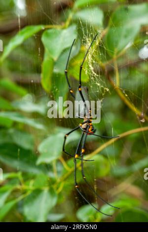 Golden Orb Weaving Spider, Golden silk orb-weaver, Nephila, female, wild, Malanda, Australia. Stock Photo