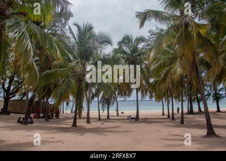 Green coconut palm trees on white sandy beach near Pemba city in Mozambique, shore of Indian Ocean Stock Photo