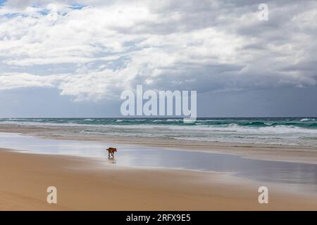 Fraser Island Australian dingo wild animal on 75 mile beach walking on wet sand, Queensland, Australia Stock Photo
