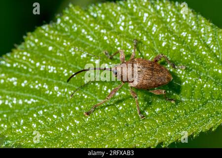 Hazelnut Weevil (Curculio nucum). Curculionidae. Kent, UK Stock Photo