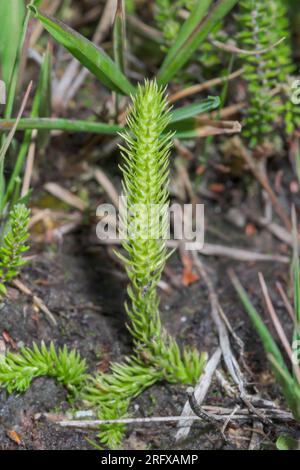 Marsh Club Moss (Lycopodiella inundatum), Lycopodiaceae. Sussex, UK Stock Photo