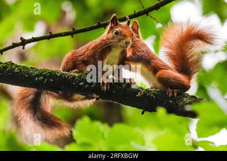 Dülmen, NRW, Germany. 06th Aug, 2023. A Eurasian red squirrel (Sciurus vulgaris) looks after its juvenile (kit) in woodland near Dülmen in the Münsterland countryside. The rare herbivorous rodents have been seen more frequently recently with plenty of food available during the warm but wet summer this year. Credit: Imageplotter/Alamy Live News Stock Photo