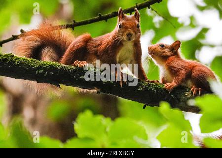 Dülmen, NRW, Germany. 06th Aug, 2023. A Eurasian red squirrel (Sciurus vulgaris) looks after its juvenile (kit) in woodland near Dülmen in the Münsterland countryside. The rare herbivorous rodents have been seen more frequently recently with plenty of food available during the warm but wet summer this year. Credit: Imageplotter/Ģ����ý Live News Stock Photo