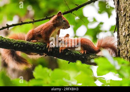 Dülmen, NRW, Germany. 06th Aug, 2023. A Eurasian red squirrel (Sciurus vulgaris) looks after its juvenile (kit) in woodland near Dülmen in the Münsterland countryside. The rare herbivorous rodents have been seen more frequently recently with plenty of food available during the warm but wet summer this year. Credit: Imageplotter/Alamy Live News Stock Photo