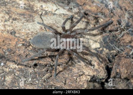 Stone Spider (Drassodes lapidosus), Lycosidae. Sussex, UK Stock Photo