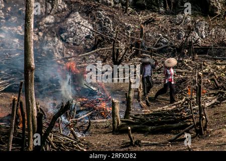 Bogor, Indonesia. 05th Aug, 2023. Farmers are using the ancient method of slash and burn to clear their agricultural land in Bogor Regency, West Java, Indonesia on August 05, 2023. Slash and burn as a method to provide land by cutting down forest vegetation and burning it to restore soil fertility and then plant food crops planned for several years. (Photo by Andi M Ridwan/INA Photo Agency/Sipa USA) Credit: Sipa USA/Alamy Live News Stock Photo