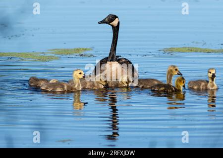 A Canada goose and goslings paddle through the water along the Liberty Loop Trail in the Wallkill River National Wildlife Refuge on April 28 Stock Photo