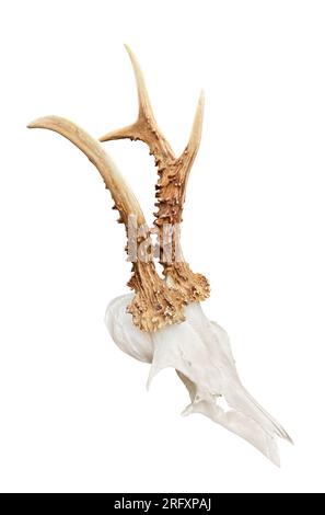 Rare roe deer buck, roebuck skull with unique, abnormal antlers -  isolated on white background. Stock Photo