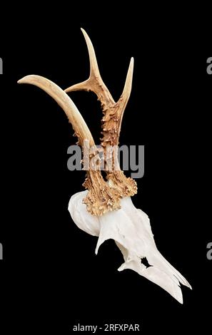 Rare roe deer buck, roebuck skull with unique, abnormal antlers -  isolated on black background. Stock Photo