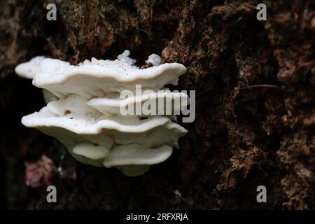 White bracket or shelf fungi on tree trunk, pure white various size fungi fruiting bodies in shady area of woodland all on one dark barked tree Stock Photo