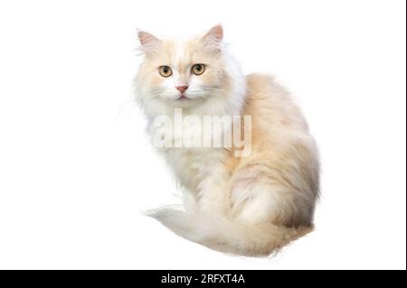 Light brown and white persian cat, isolate, on a white background Stock Photo