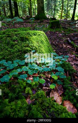Dark green clover leaves wet with rain, moody clover background Stock Photo