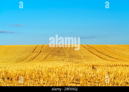 Big yellow field after harvesting. Mowed wheat fields under beautiful blue sky and clouds at summer sunny day. Converging lines on a stubble wheat fie Stock Photo