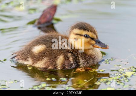 Cute young duckling, only few days old, floating on a lake straight on. Amazing, funny, lovable, lovely, clumsy. Common bird, duck, at a lake. Stock Photo