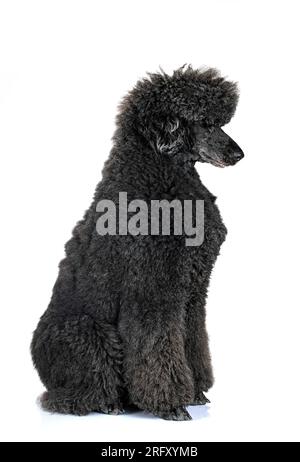 standard black poodle in front of white background Stock Photo - Alamy