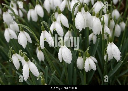 Snowdrops Covered In Raindrops Stock Photo