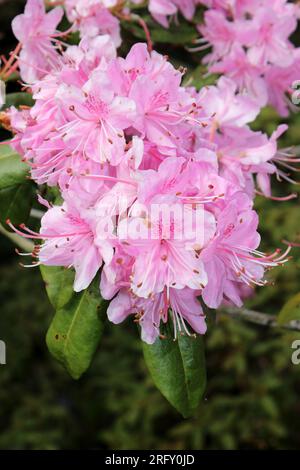 Rhododendron davidsonianum Stock Photo