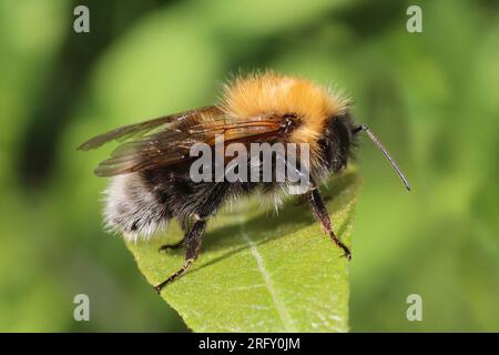 Tree Bumblebee (Bombus hypnorum) Stock Photo