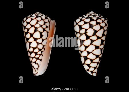 Marble cone (Conus marmoreus) sea snail is the venomous sea snail that can kill human from tropical Indo-Pacific sea Stock Photo