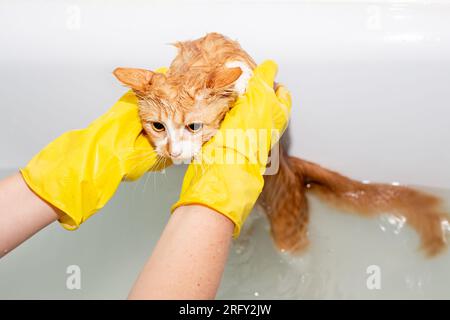 pet owner in gloves, holding a ginger cat in the water. bathing pets at home. Stock Photo