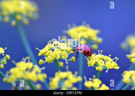 A lady beetle (Coccinella septempunctata) feeds on the flowers of wild fennel (Foeniculum vulgare). Stock Photo