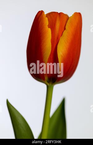 Red tulip on a white background. Stock Photo
