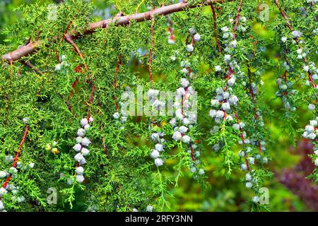 Fruits and leaves of a Himalayan cypress (Cupressus torulosa), a tree used as an ornamental plant Stock Photo