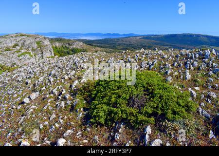 Common alpine juniper (Juniperus communis subsp. alpina) on top of a mountain and a blue sky Stock Photo
