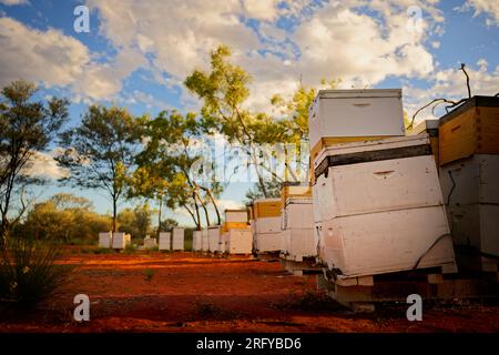 Beekeeping or apiculture, care of the bees, working hand on honey, apiary (also bee yard) with beehives and working beekeepers in australian outback, Stock Photo
