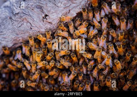 Beekeeping or apiculture, care of the bees, working hand on honey, apiary (also bee yard) with beehives and working beekeepers in australian outback, Stock Photo