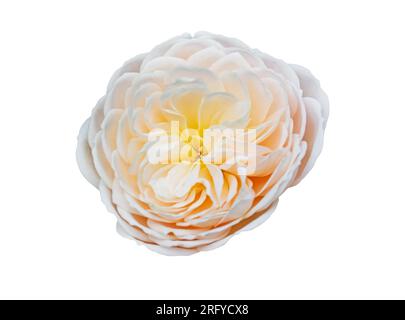 A flower of a soft white peony rose with a yellow center isolated on white background. Object with clipping path. Stock Photo