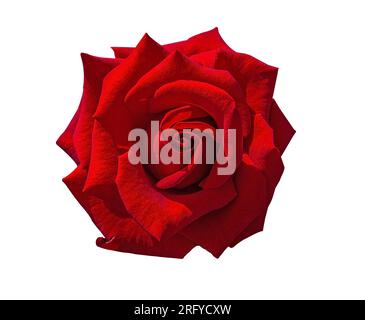 Red rose bud flower isolated on white background. Beautiful blossom for gift birthday, holidays, anniversary celebration, elegant detailed rose bloomi Stock Photo