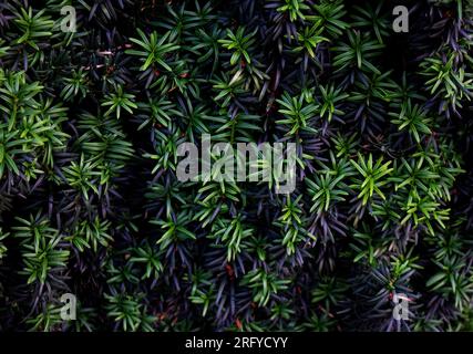 Close-up of Anglojap yew (Taxus media Hillii) evergreen bush in the garden. Green small branches of yew tree. Green spruce shrub wall as plant texture Stock Photo