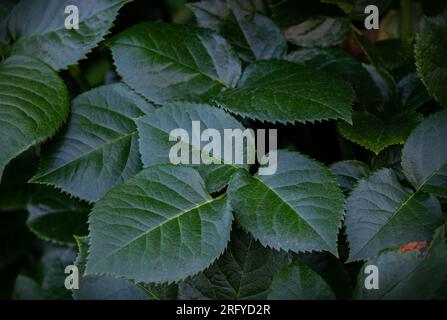 Abstract background natural rose green leaves. Top view of green leaf in the garden. Green rose leaves on a bush. Green leaves background. Green leave Stock Photo