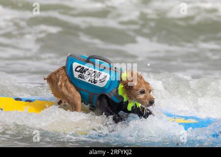 Pacifica, California, USA. 5th Aug, 2023. Catching waves and wagging tails at the 2023 World Dog Surfing Championship in Pacifica, California. Here 'Carson' rides the wild surf in an annual contest benefiting local charities. Credit: Tim Fleming/Alamy Live News Stock Photo