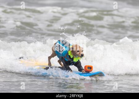 Pacifica, California, USA. 5th Aug, 2023. Catching waves and wagging tails at the 2023 World Dog Surfing Championship in Pacifica, California. Here 'Carson' rides the wild surf in an annual contest benefiting local charities. Credit: Tim Fleming/Alamy Live News Stock Photo