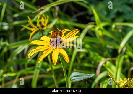 Gatekeeper butterfly also known as Hedge brown or Pyronia tithonus resting on a yellow black eyed susan aka Rudbeckia. Stock Photo