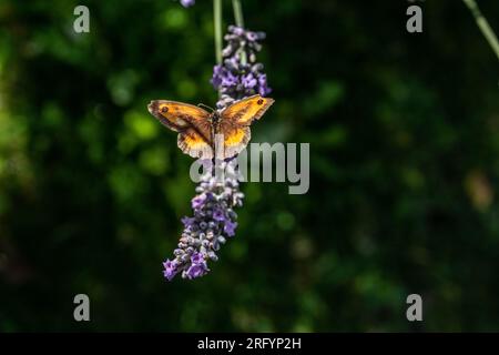 Gate Keeper Butterfly on Lavender bush Stock Photo
