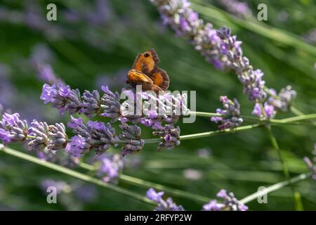 Gate Keeper Butterfly on Lavender bush Stock Photo